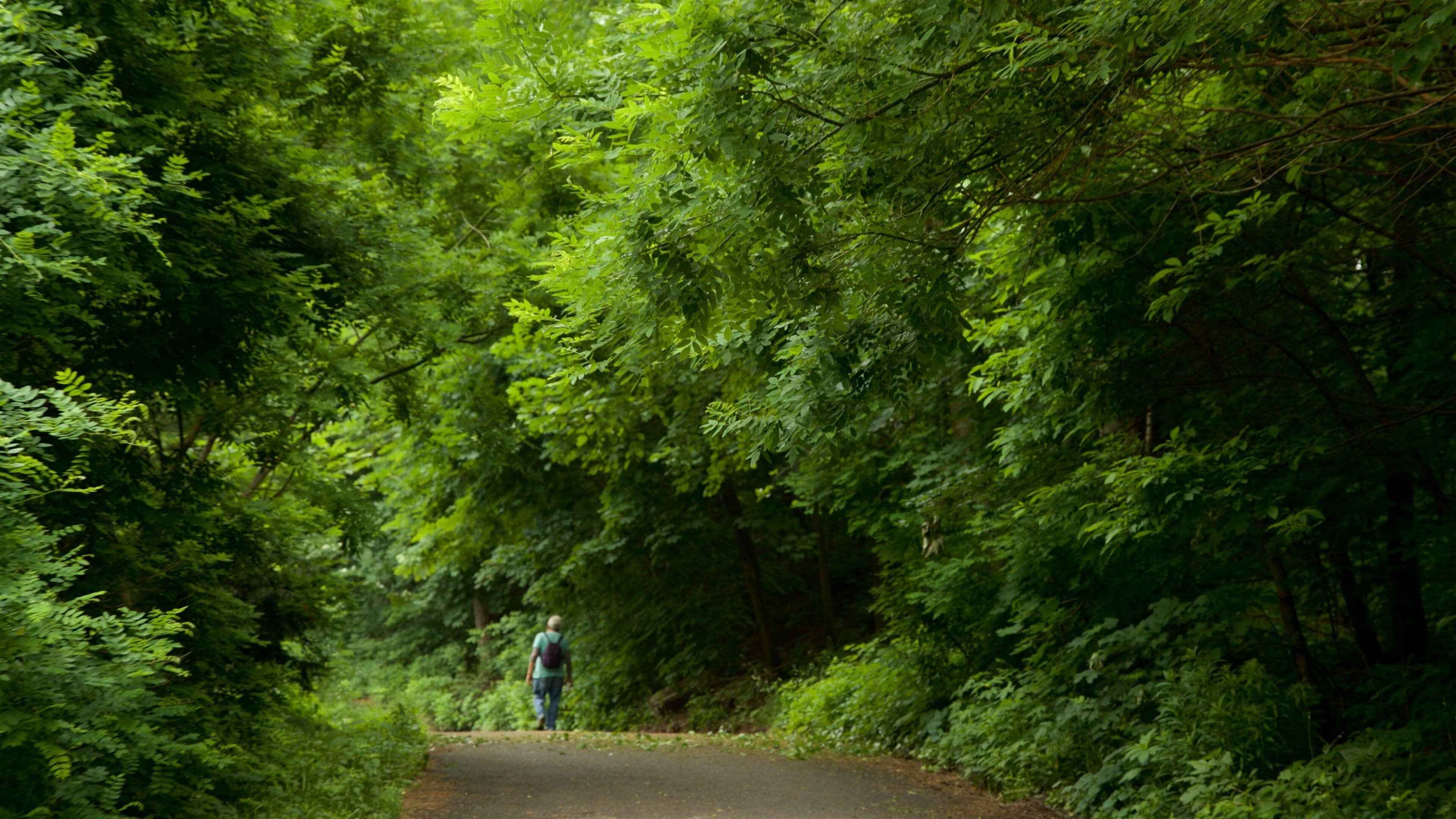 Prospect Park featuring forest scenes, hiking or walking and a garden