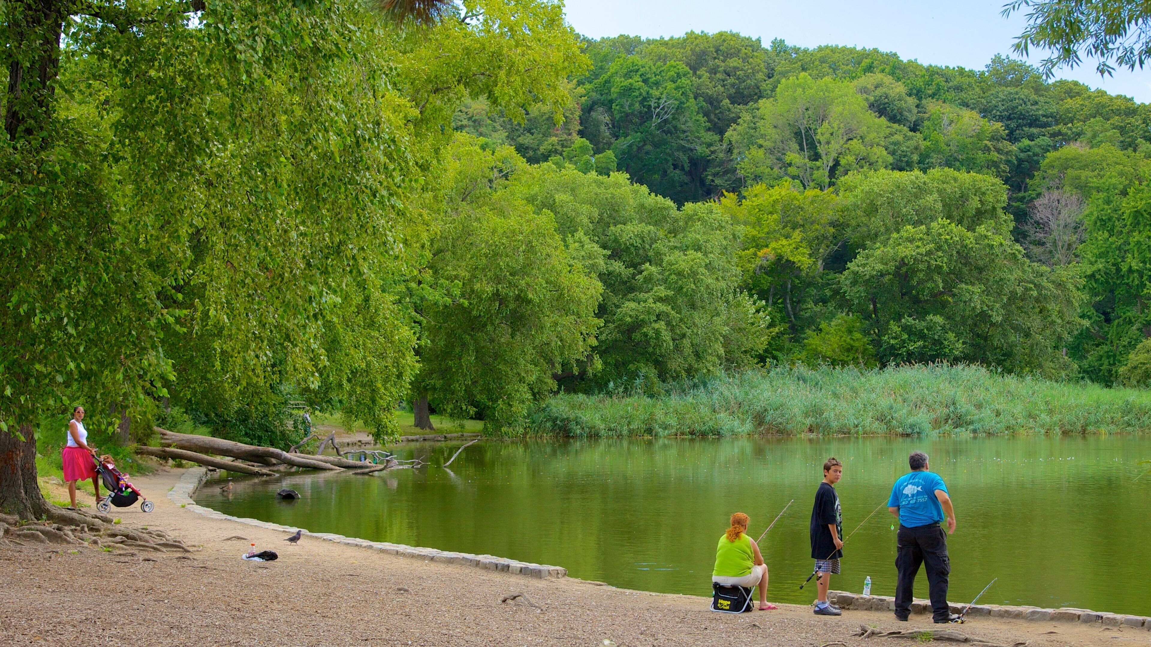 Prospect Park showing fishing, a pond and a park