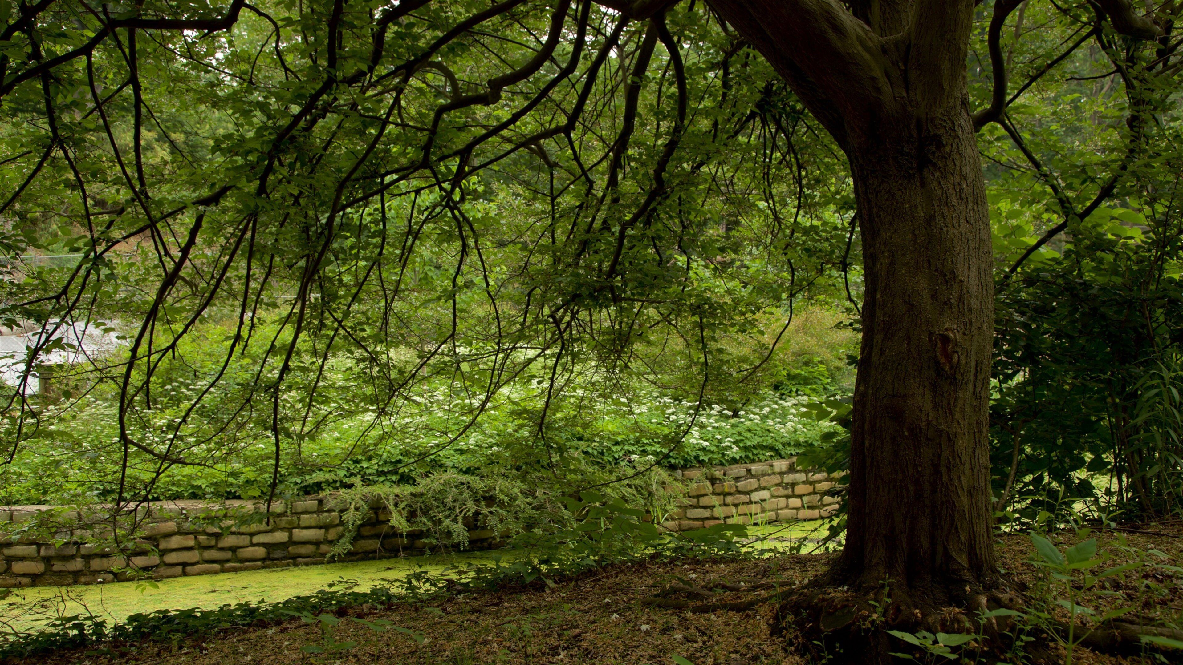 Prospect Park showing a garden and forest scenes