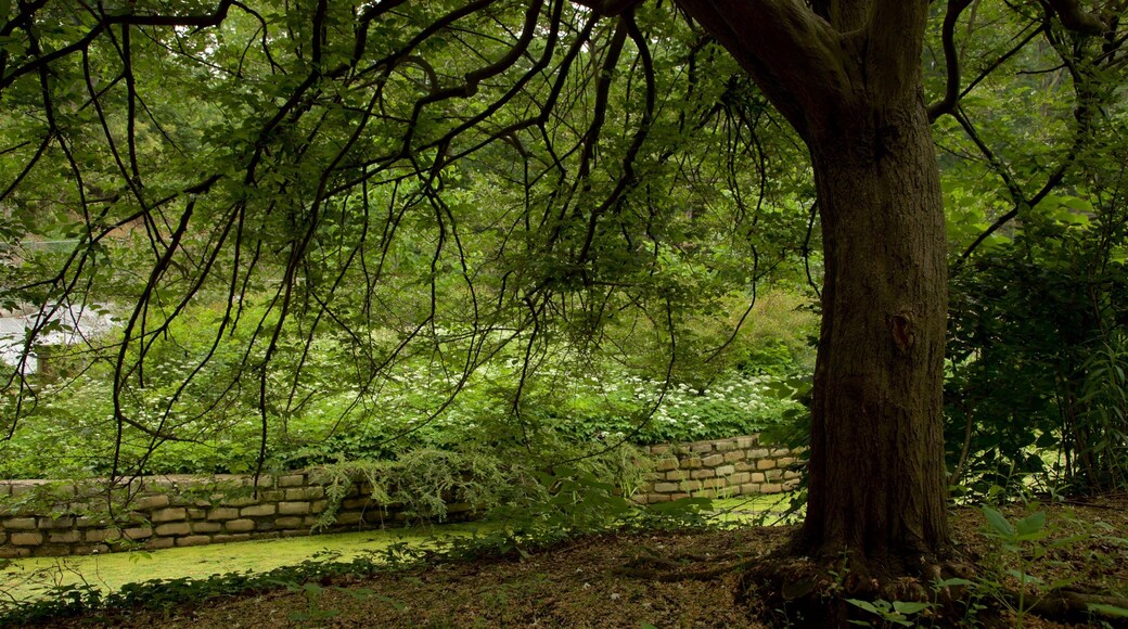 Prospect Park showing a garden and forest scenes