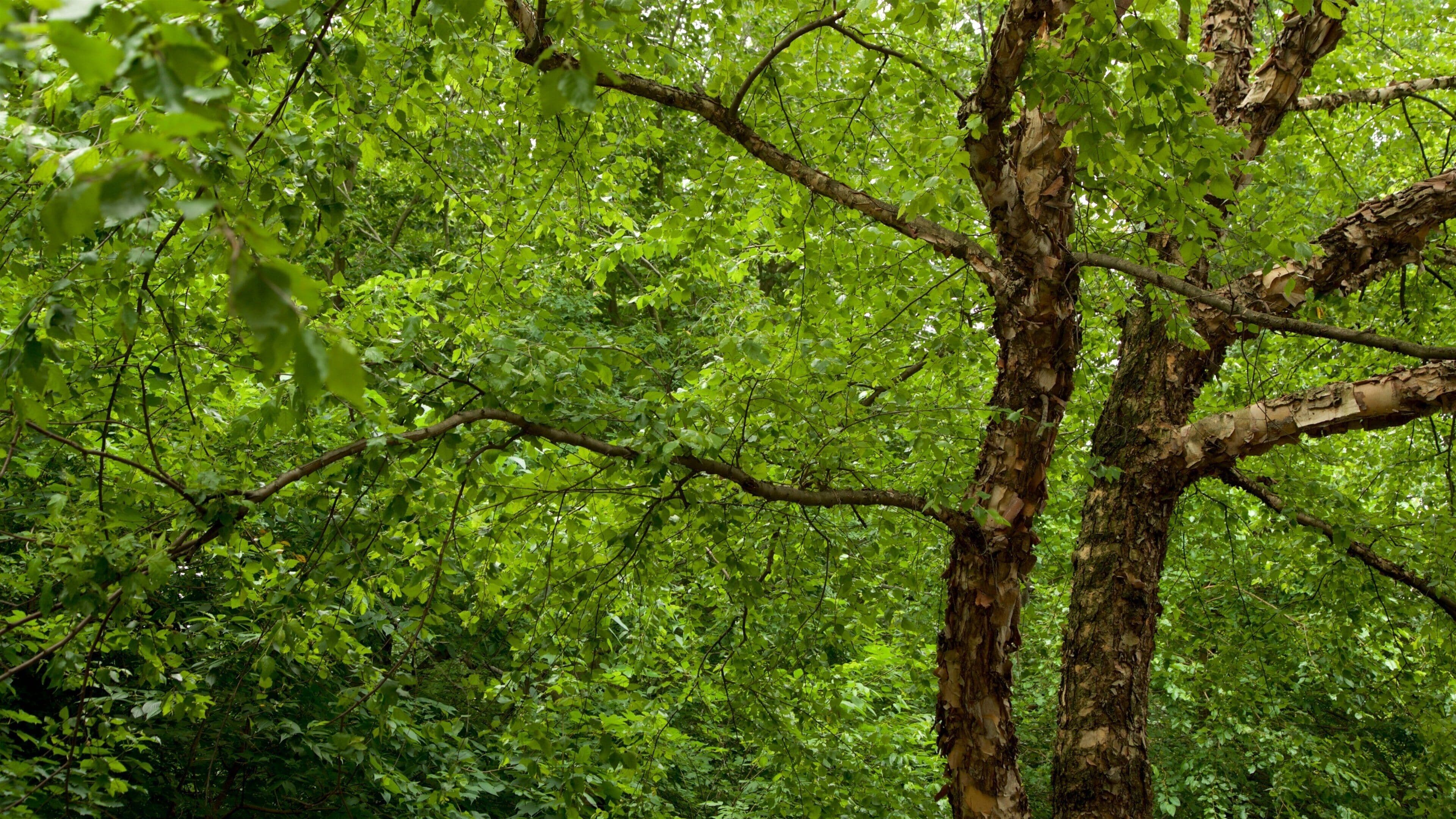 Prospect Park featuring a garden and forest scenes