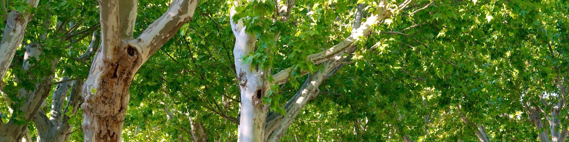 Madrid featuring cycling and a garden