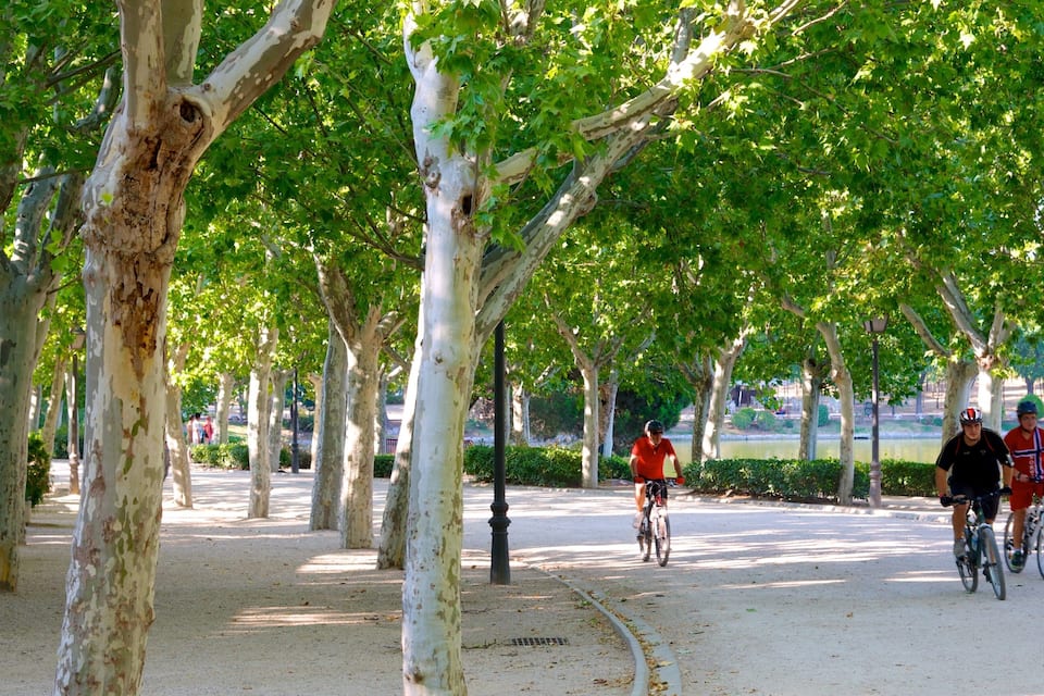 Un parque arbolado con ciclistas.