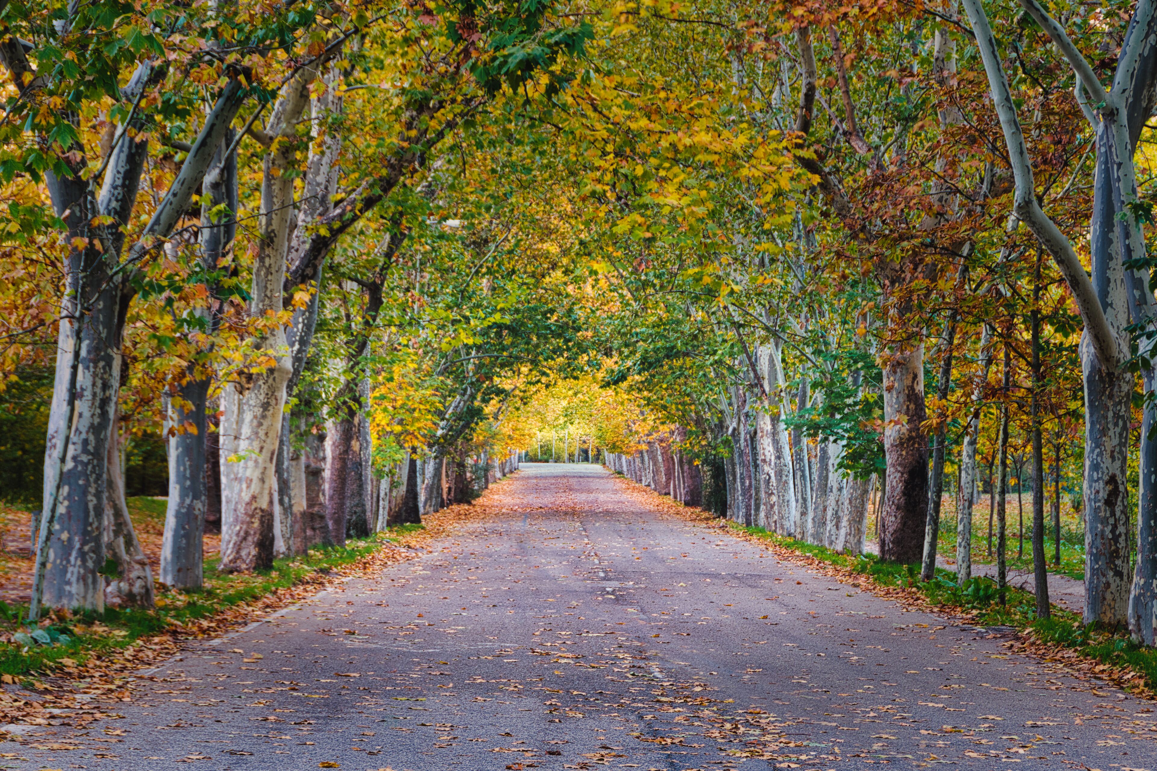 Autumn landscape with lonely road lined with trees in the Casa de Campo in Madrid (Spain).