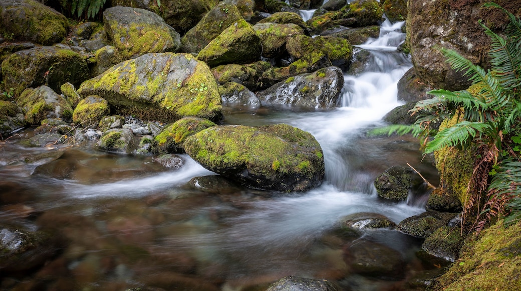 Long Exposure of the rushing water, rocks, and moss of Bunch Falls near Lake Quinault in the Olympic National Forest; Amanda Park, Washington, United States of America