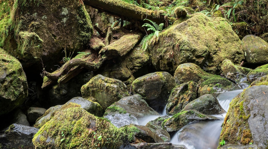 Long exposure of the rushing water, rocks, and moss of Bunch Falls near Lake Quinault in the Olympic National Forest; Amanda Park, Washington, United States of America