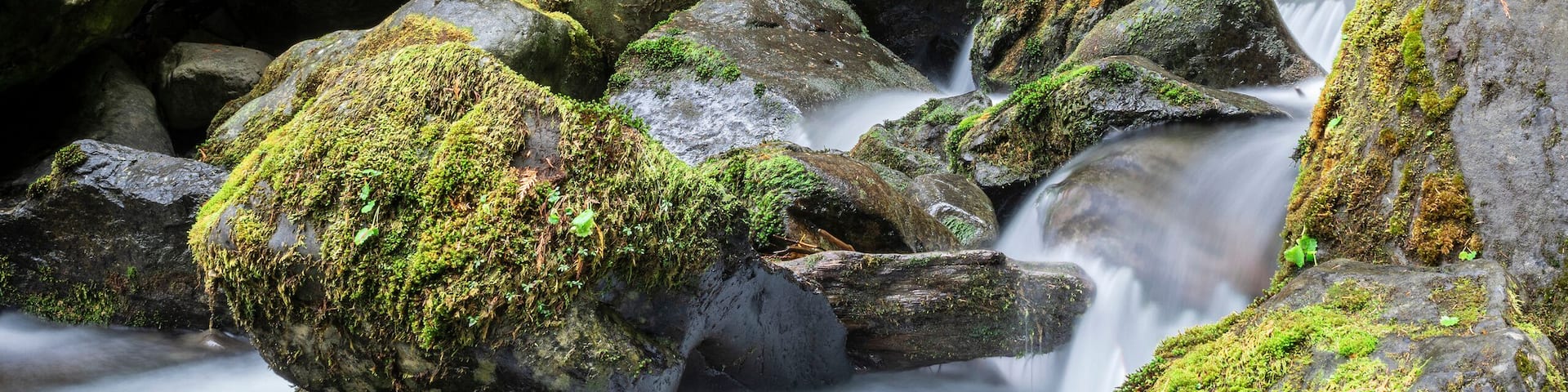 A forest stream with moss-covered rocks and trees.