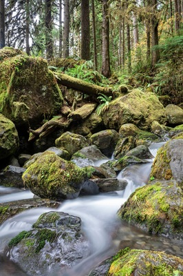 A forest stream with moss-covered rocks and trees.