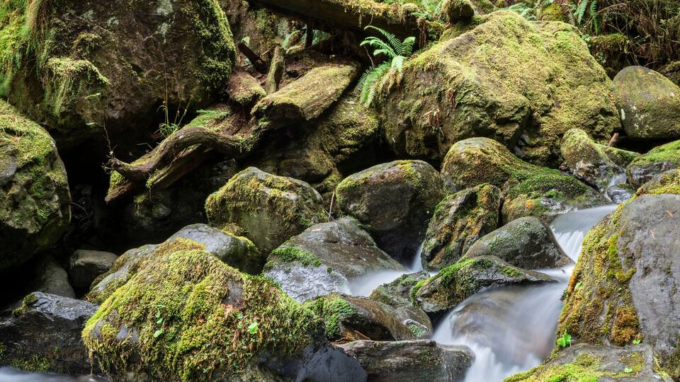 Long exposure of the rushing water, rocks, and moss of Bunch Falls near Lake Quinault in the Olympic National Forest; Amanda Park, Washington, United States of America
