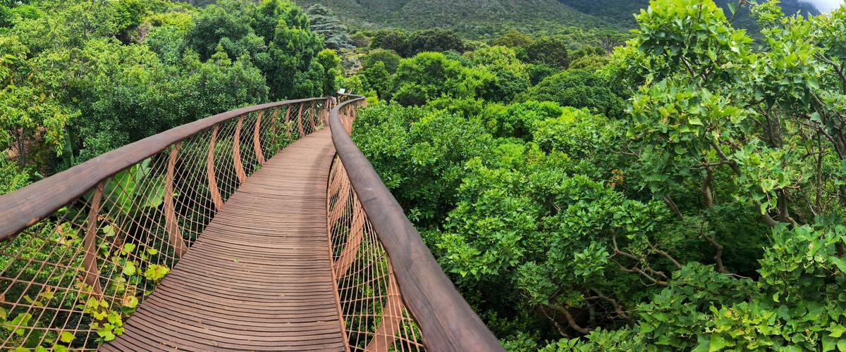 View of the Kirstenbosch botanical garden at Cape Town in South Africa