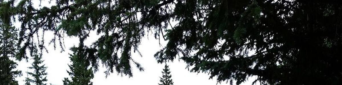 A few miles south of Divide CO, you'll find numerous eroded granite rock formations collectively called “The Crags.” The hike out to the granite dome from which you can view these stunning features is only two miles long. The trail is well marked (#664) and well travelled. Along the trail you’ll pass through forests of enormous quaking aspen, and you’ll trace the track of the beginnings of Four Mile Creek. At the end of the trail, you’ll surmount a wind swept dome from which you can gaze at the Rampart Range, Ute Pass, and the whole of the Catamount Creeks drainage, including the blue reservoirs that capture and control their release.
This is a great option for a day trip. You can make the four miles out and back in less than two hours, but only if you don’t succumb to the temptation to remain on the top of the mountain gawking and the scenery and marveling at the brazen Whisky Jack Jays that populate the wind twisted Bristle Cone Pines.