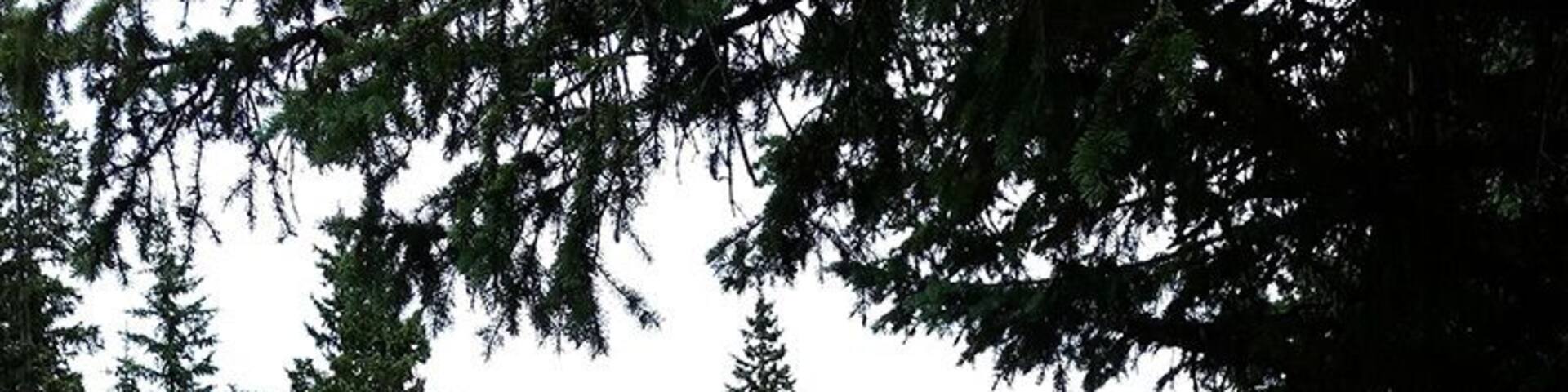 A few miles south of Divide CO, you'll find numerous eroded granite rock formations collectively called “The Crags.” The hike out to the granite dome from which you can view these stunning features is only two miles long. The trail is well marked (#664) and well travelled. Along the trail you’ll pass through forests of enormous quaking aspen, and you’ll trace the track of the beginnings of Four Mile Creek. At the end of the trail, you’ll surmount a wind swept dome from which you can gaze at the Rampart Range, Ute Pass, and the whole of the Catamount Creeks drainage, including the blue reservoirs that capture and control their release.
This is a great option for a day trip. You can make the four miles out and back in less than two hours, but only if you don’t succumb to the temptation to remain on the top of the mountain gawking and the scenery and marveling at the brazen Whisky Jack Jays that populate the wind twisted Bristle Cone Pines.