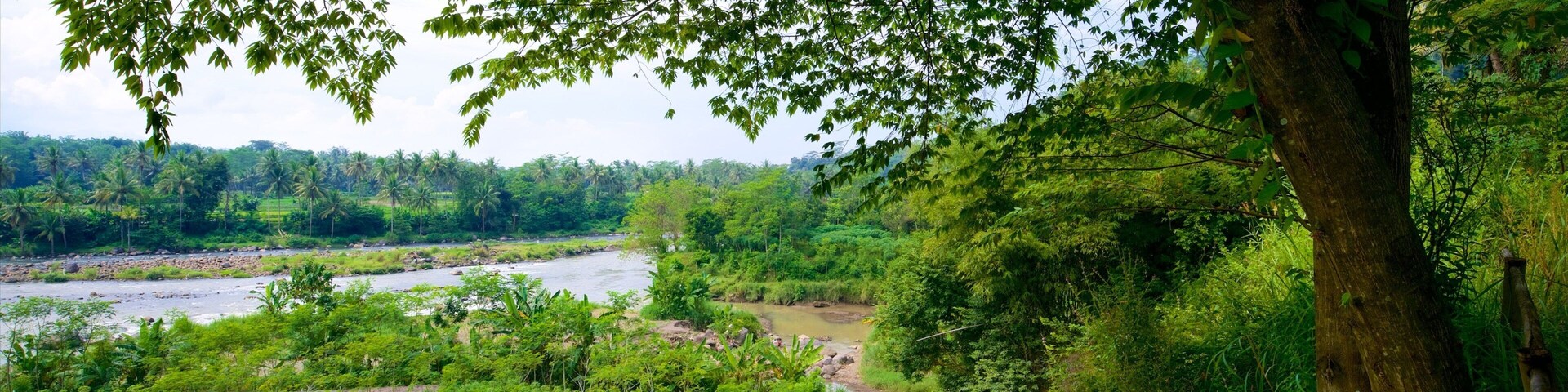 Um rio serpenteia por uma paisagem verdejante e exuberante, com folhagem densa e palmeiras ao fundo.