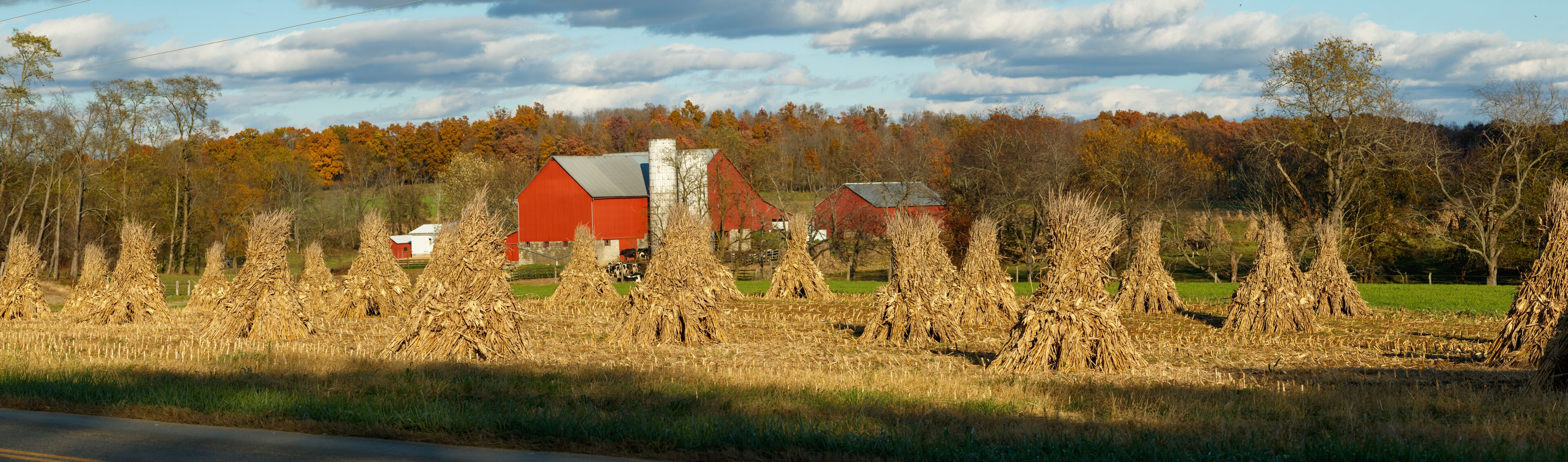 Corn shocks in a corn field in the fall with an Amish farm and red barn in the background | Holmes County, Ohio