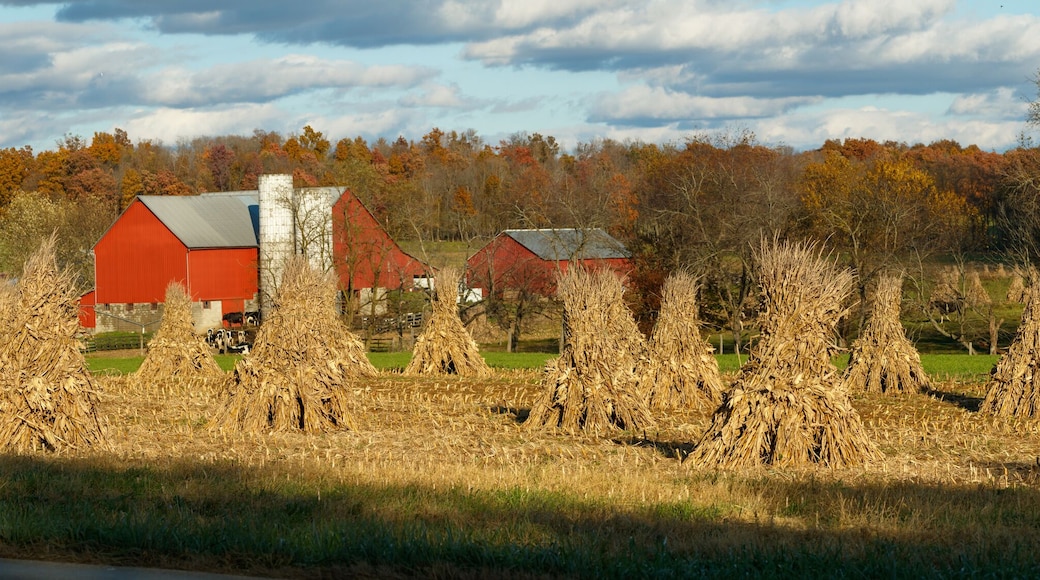 Corn shocks in a corn field in the fall with an Amish farm and red barn in the background | Holmes County, Ohio