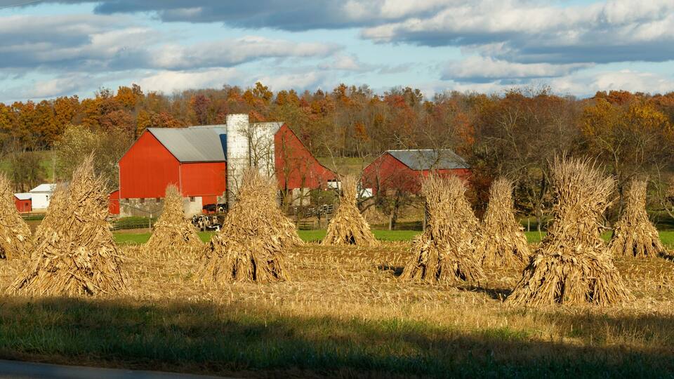 Corn shocks in a corn field in the fall with an Amish farm and red barn in the background | Holmes County, Ohio