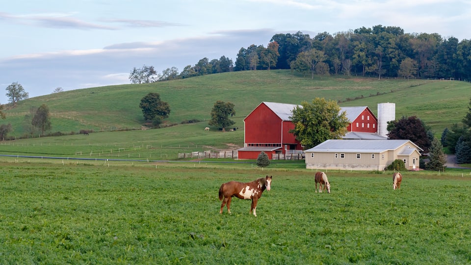 Horses grazing in a pasture beside an Amish farm with a red barn on a hillside in Holmes County, Ohio