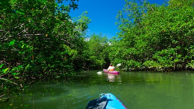 Mangrove, Puerto Jiménez, Golfo Dulce, Osa Peninsula, Costa Rica, Central America, America