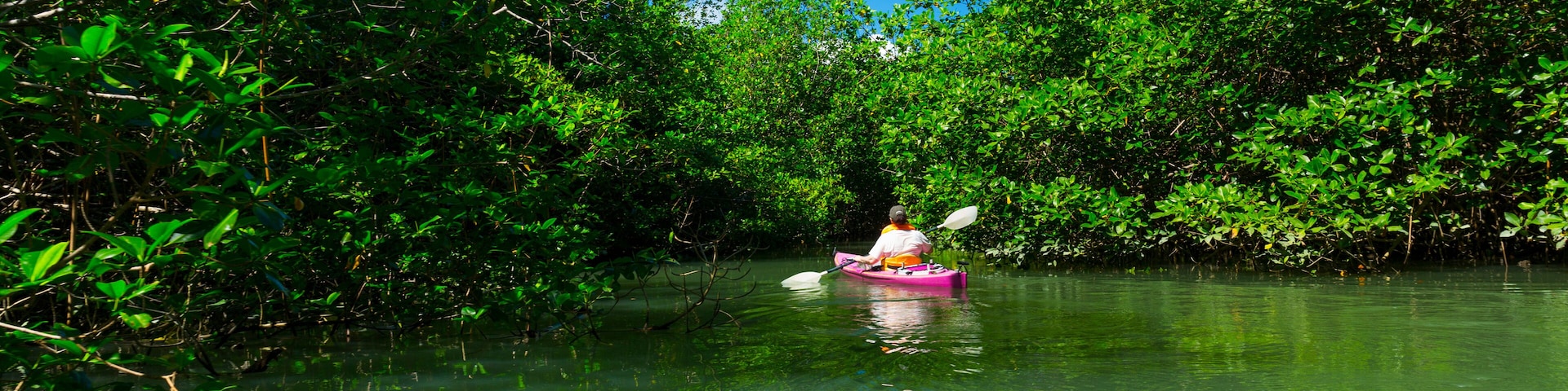 Mangrove, Puerto Jiménez, Golfo Dulce, Osa Peninsula, Costa Rica, Central America, America