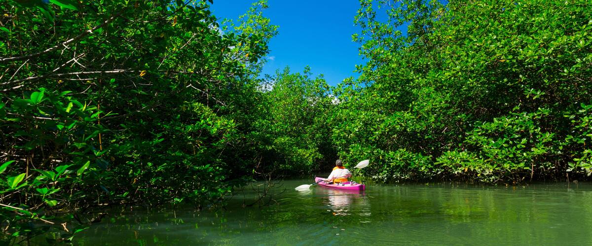 A kayak on a calm river surrounded by dense mangrove vegetation.