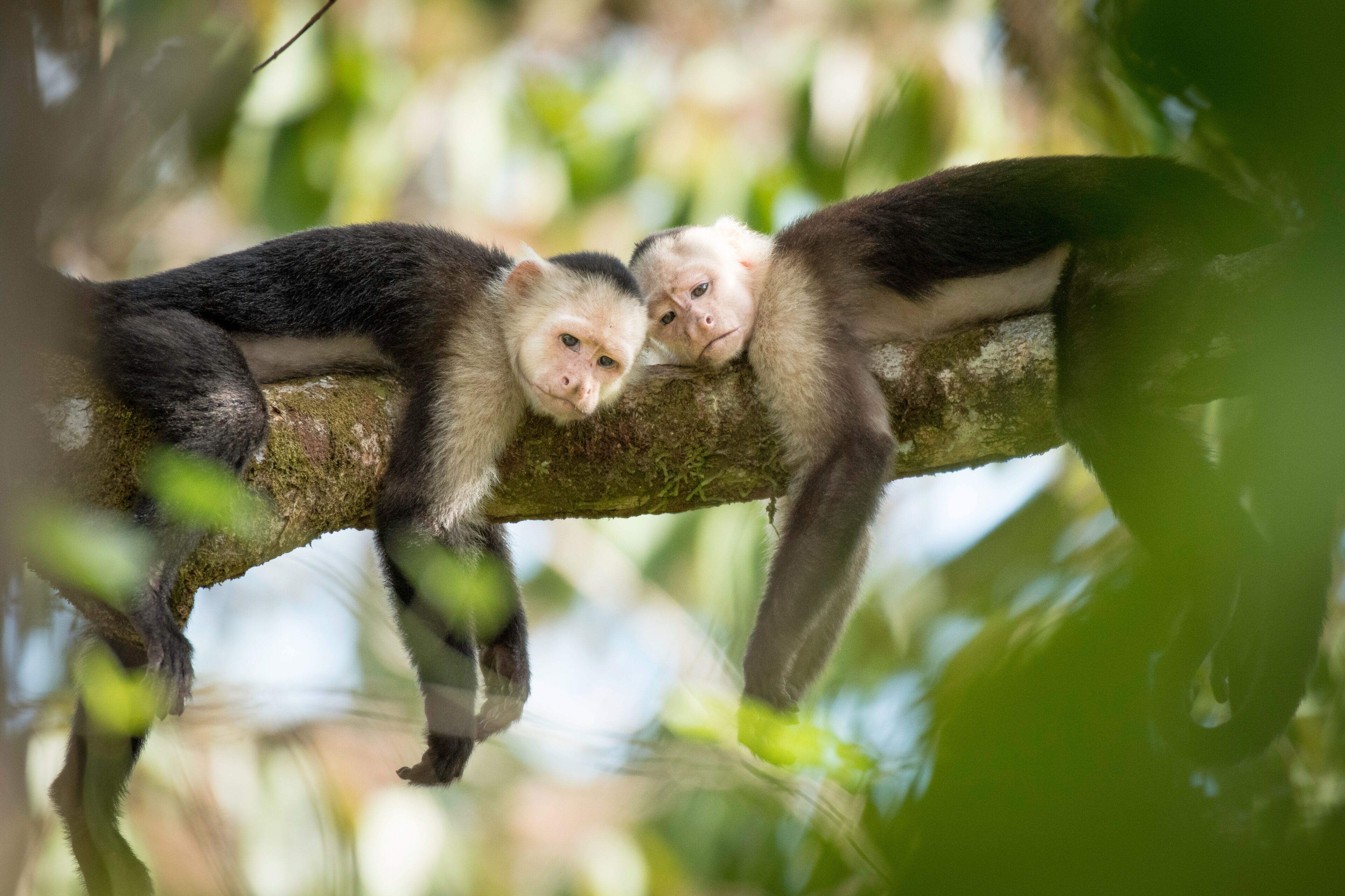 Siesta is the smart thing to do in the middle of the day.