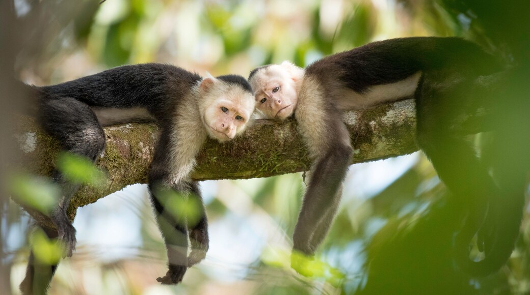Siesta is the smart thing to do in the middle of the day.