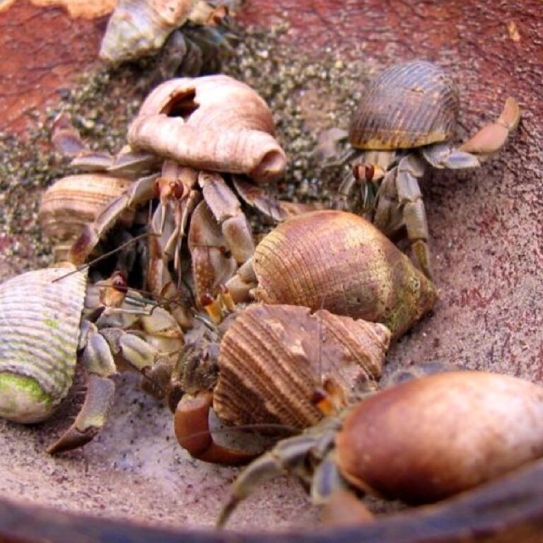 Hermit Crab Coconut Bar in Costa Rica