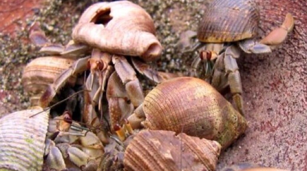 Hermit Crab Coconut Bar in Costa Rica