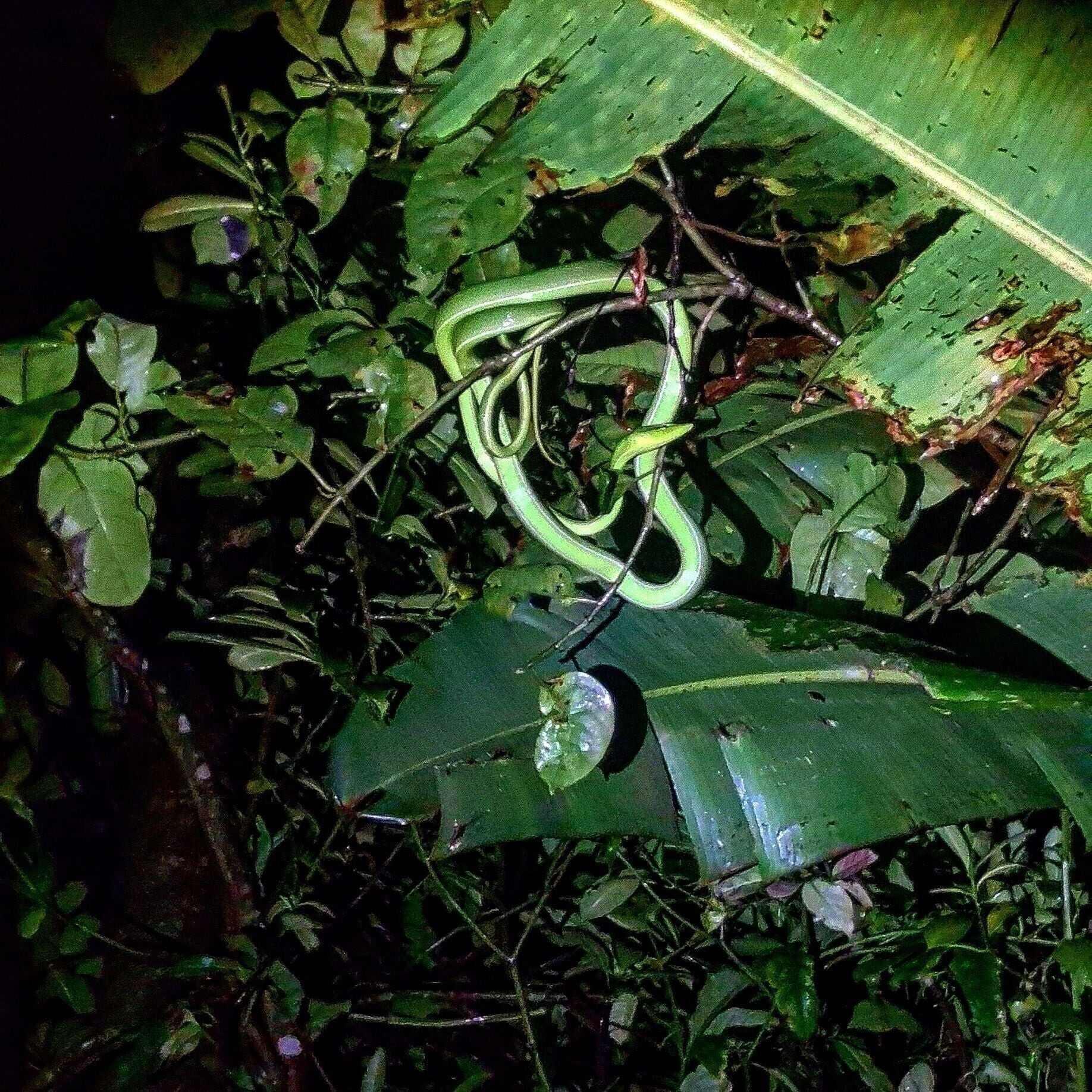 Corcovado National Park, a short boat ride from Drake Bay, is another amazing opportunity to sample Costa Rica's diverse and unique rainforests, just watch out for the snakes, sharks and crocodiles! #LifeAtExpedia
 