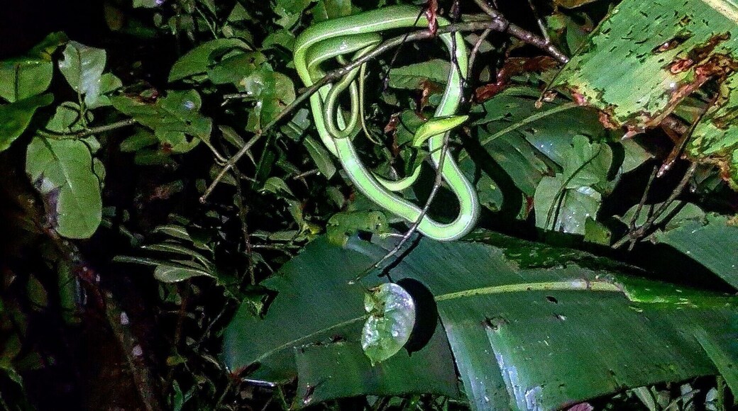 Corcovado National Park, a short boat ride from Drake Bay, is another amazing opportunity to sample Costa Rica's diverse and unique rainforests, just watch out for the snakes, sharks and crocodiles! #LifeAtExpedia