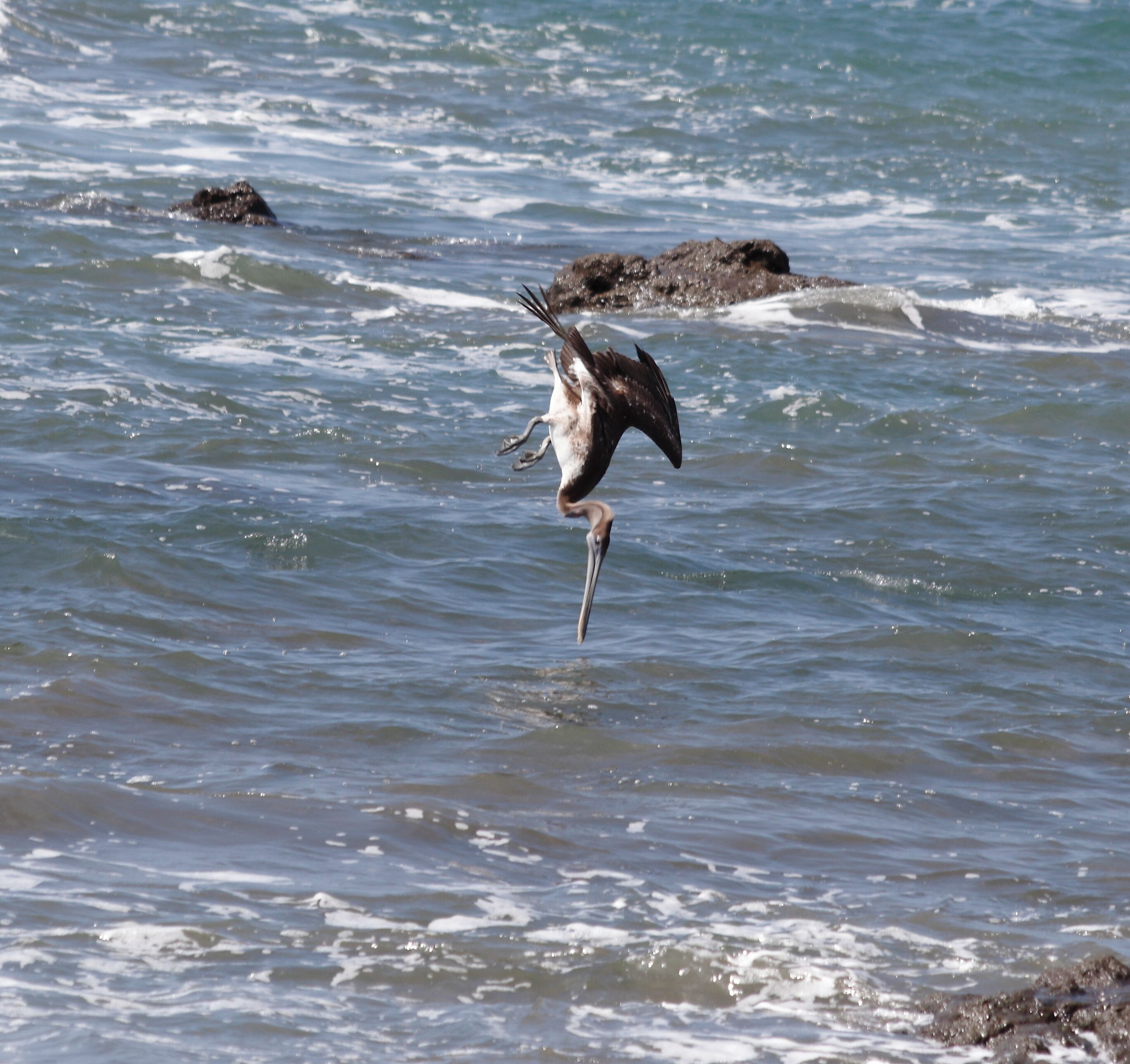 The Corcovado National Park in Costa Rica displays a large variety of animals and is close the wonderful Drake's Bay. We spotted the routine of this pelican (flight round, dive, eat) and after about 1h of several burst shots, got this wonderful pic right before the splash. #lifeatexpedia 