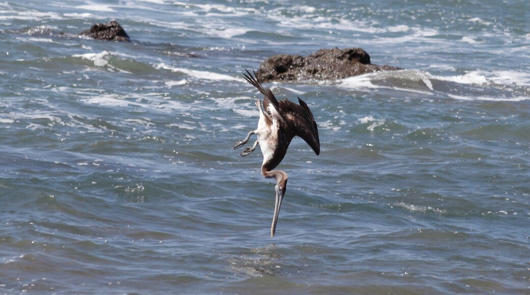 The Corcovado National Park in Costa Rica displays a large variety of animals and is close the wonderful Drake's Bay. We spotted the routine of this pelican (flight round, dive, eat) and after about 1h of several burst shots, got this wonderful pic right before the splash. #lifeatexpedia