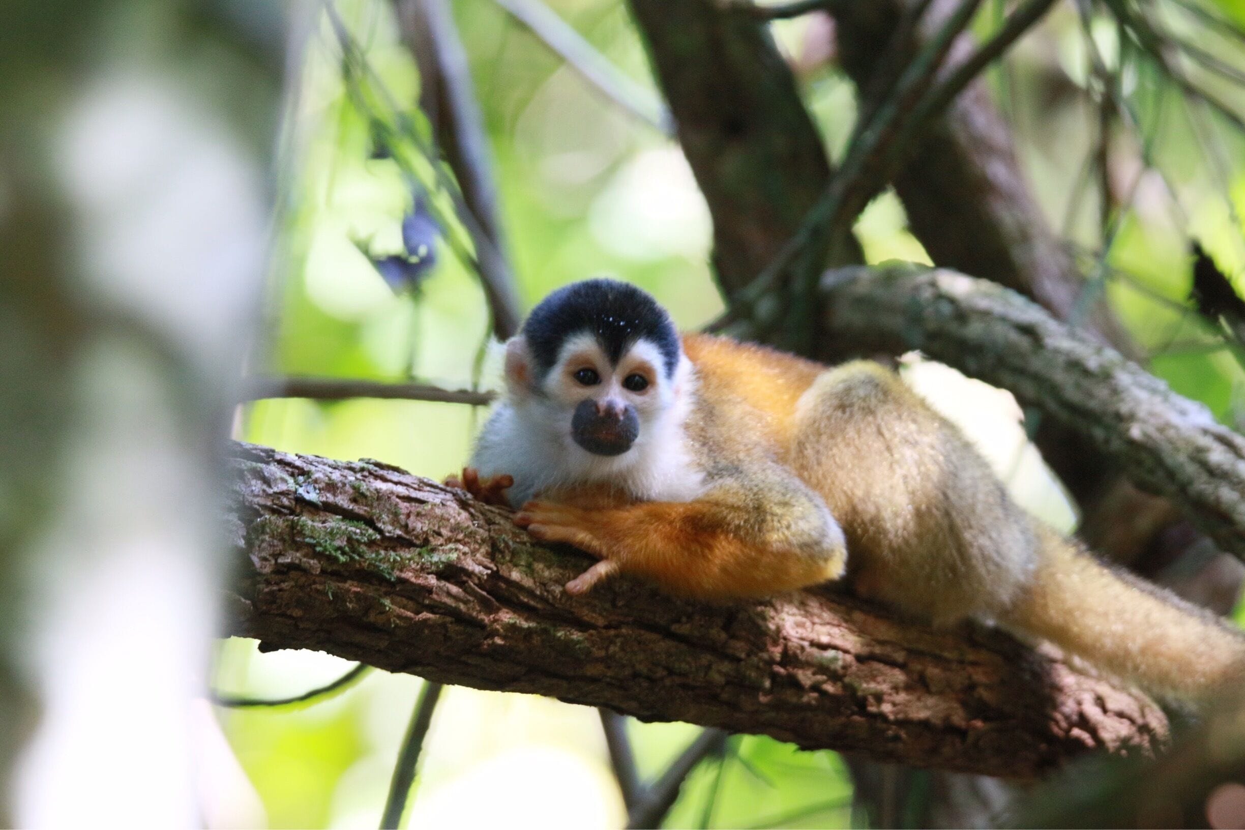 Took a hike in Corcovado National Park in Costa Rica and came upon a group of Spider Monkeys. They are so cute.
