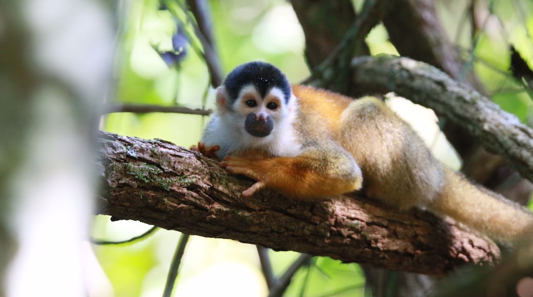 Took a hike in Corcovado National Park in Costa Rica and came upon a group of Spider Monkeys. They are so cute.