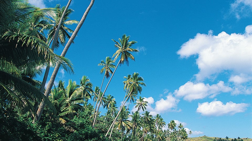A beach with palm trees and clear blue sky.