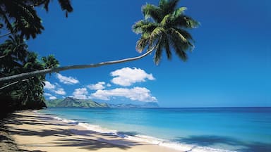 Una playa con agua azul cristalina, palmeras y una montaña al fondo.