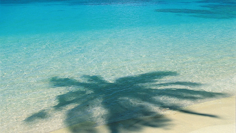 A beach with clear turquoise water and a palm tree casting a shadow on the sand.