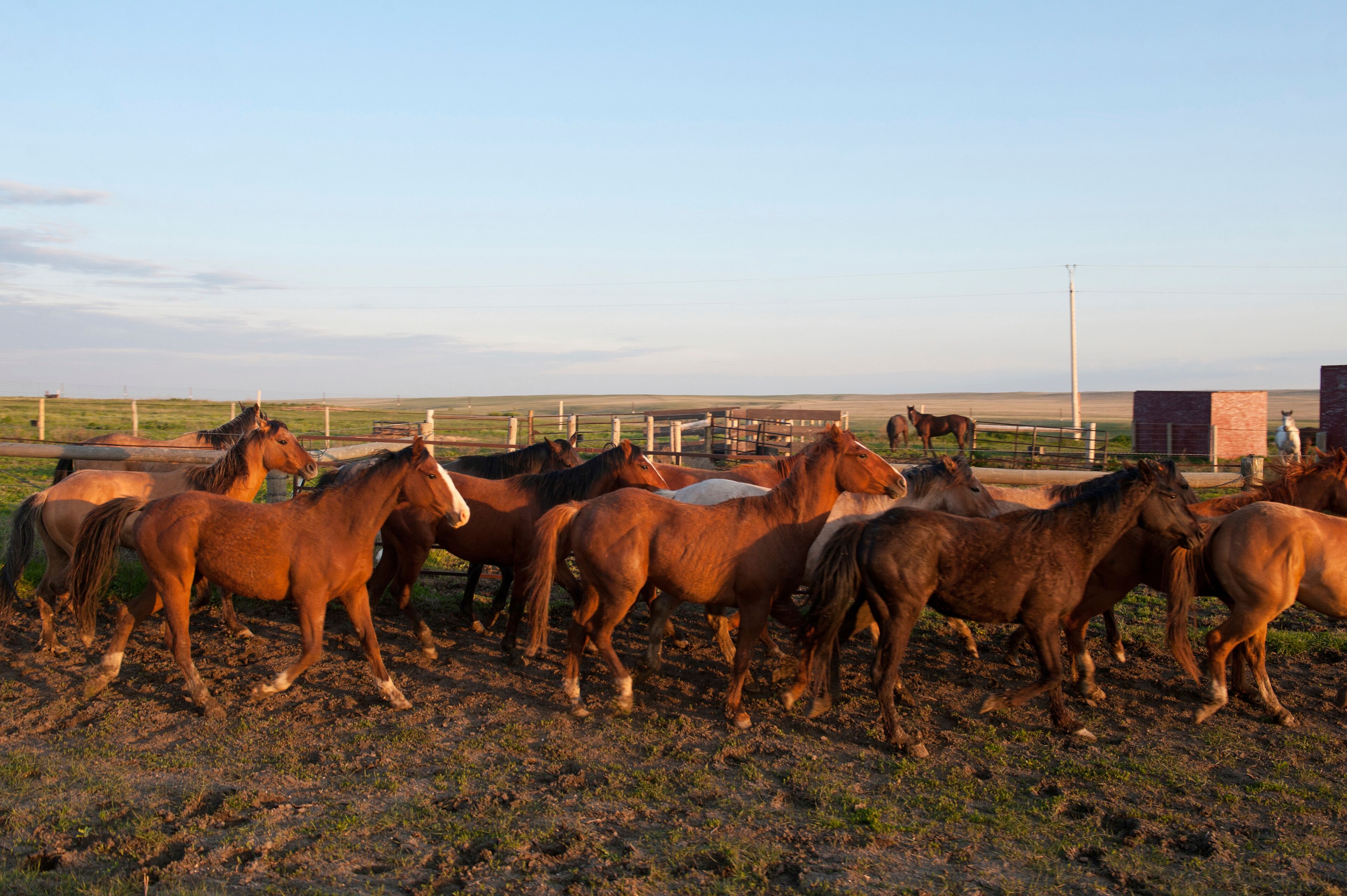 Horses (Equus ferus caballus) moving through a corral at a Bison Ranch in South Dakota, USA; Fort Pierre, South Dakota, United States of America