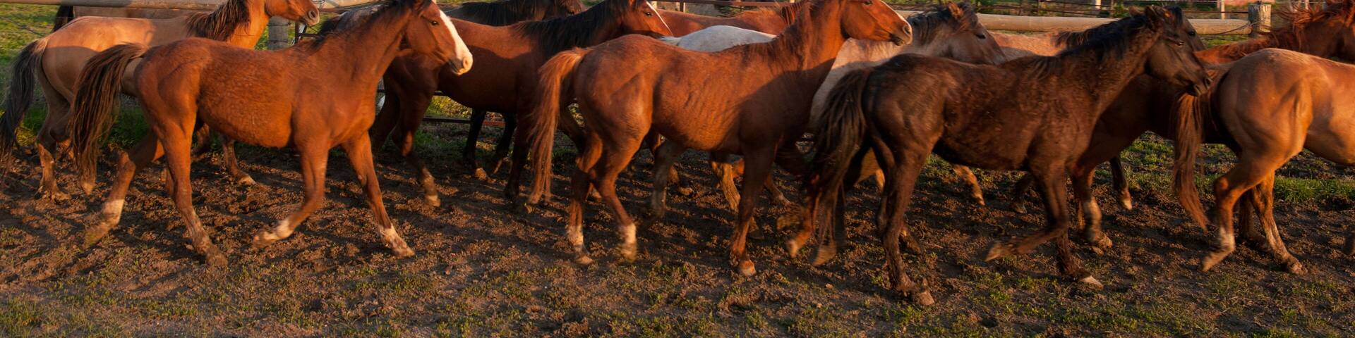 Horses (Equus ferus caballus) moving through a corral at a Bison Ranch in South Dakota, USA; Fort Pierre, South Dakota, United States of America