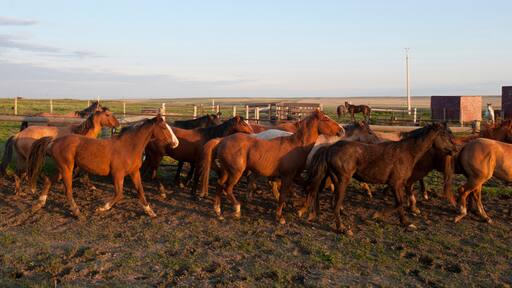 Horses (Equus ferus caballus) moving through a corral at a Bison Ranch in South Dakota, USA; Fort Pierre, South Dakota, United States of America