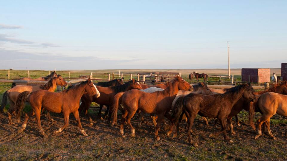 Horses (Equus ferus caballus) moving through a corral at a Bison Ranch in South Dakota, USA; Fort Pierre, South Dakota, United States of America