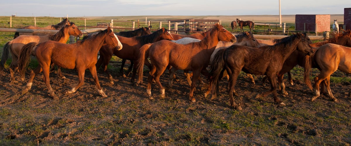 A herd of horses in a fenced pasture with a clear sky.