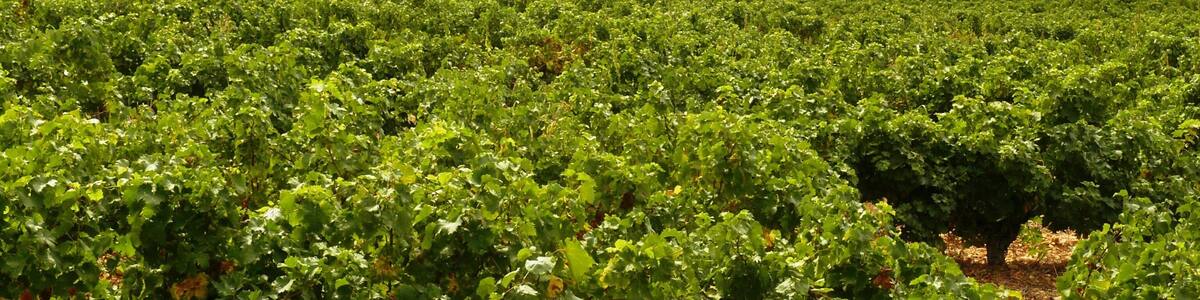 Cabannon dans les vignes