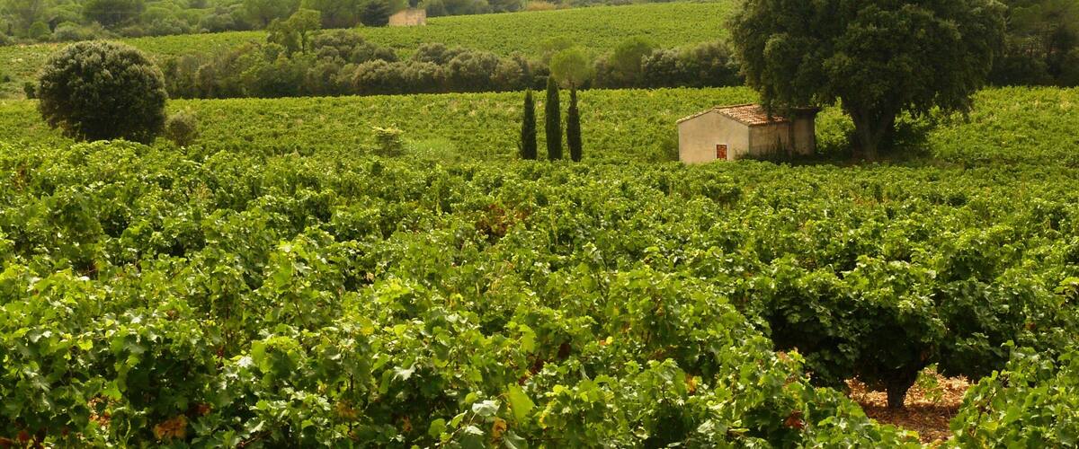 A vineyard with rows of grapevines, a small building, and a large tree.