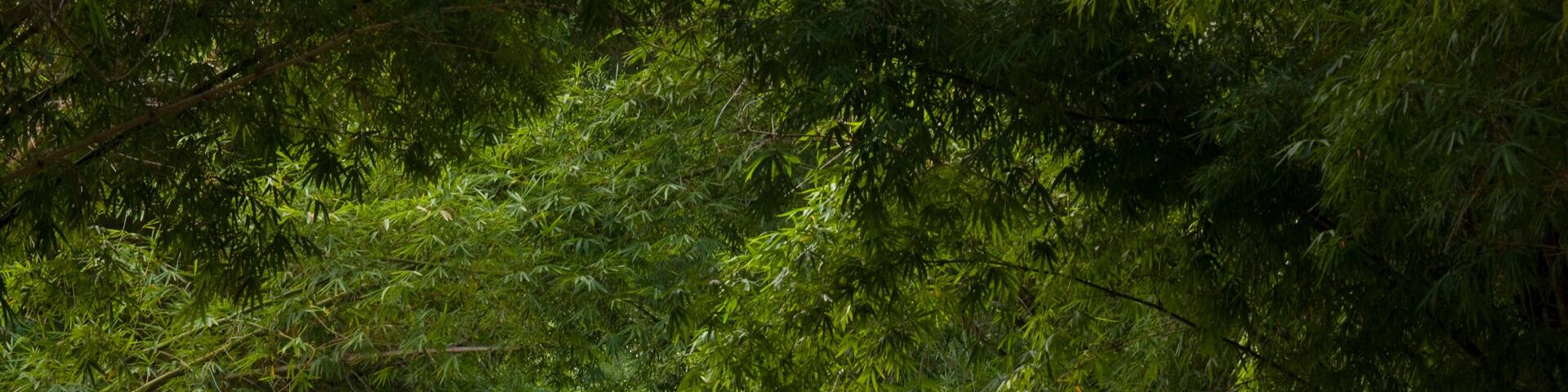 Cyclist pedals under a canopy of green along Bamboo Avenue in Jamaica; Bluefields Bay, Jamaica, West Indies