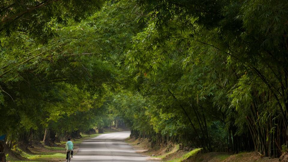 Cyclist pedals under a canopy of green along Bamboo Avenue in Jamaica; Bluefields Bay, Jamaica, West Indies