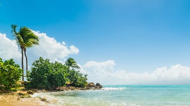 Bas du Fort shore in Guadeloupe
