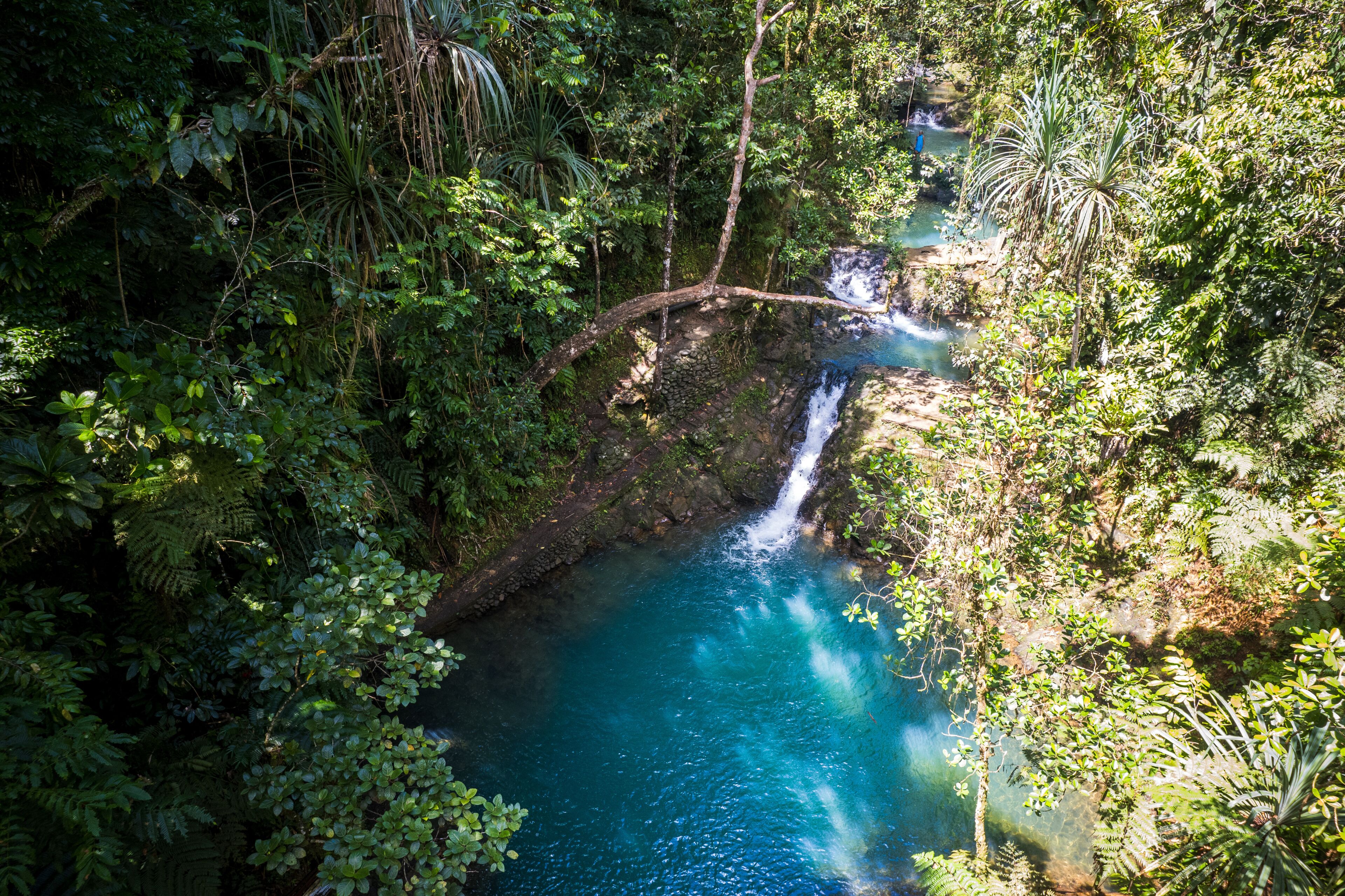 Colo-I-Suva Forest Park Reserve in Fiji