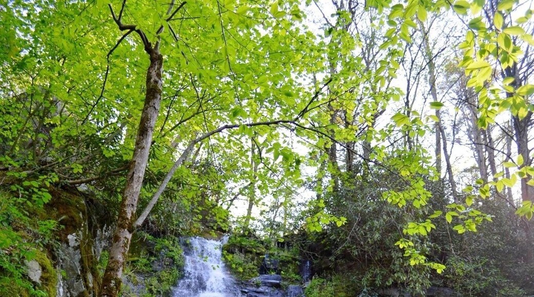 Gorgeous 90 feet waterfall on my backpacking/ hiking/ camping trip to the Great Smoky Mountains National Park. #waterfall #springhiking #nationalparks #outdoor