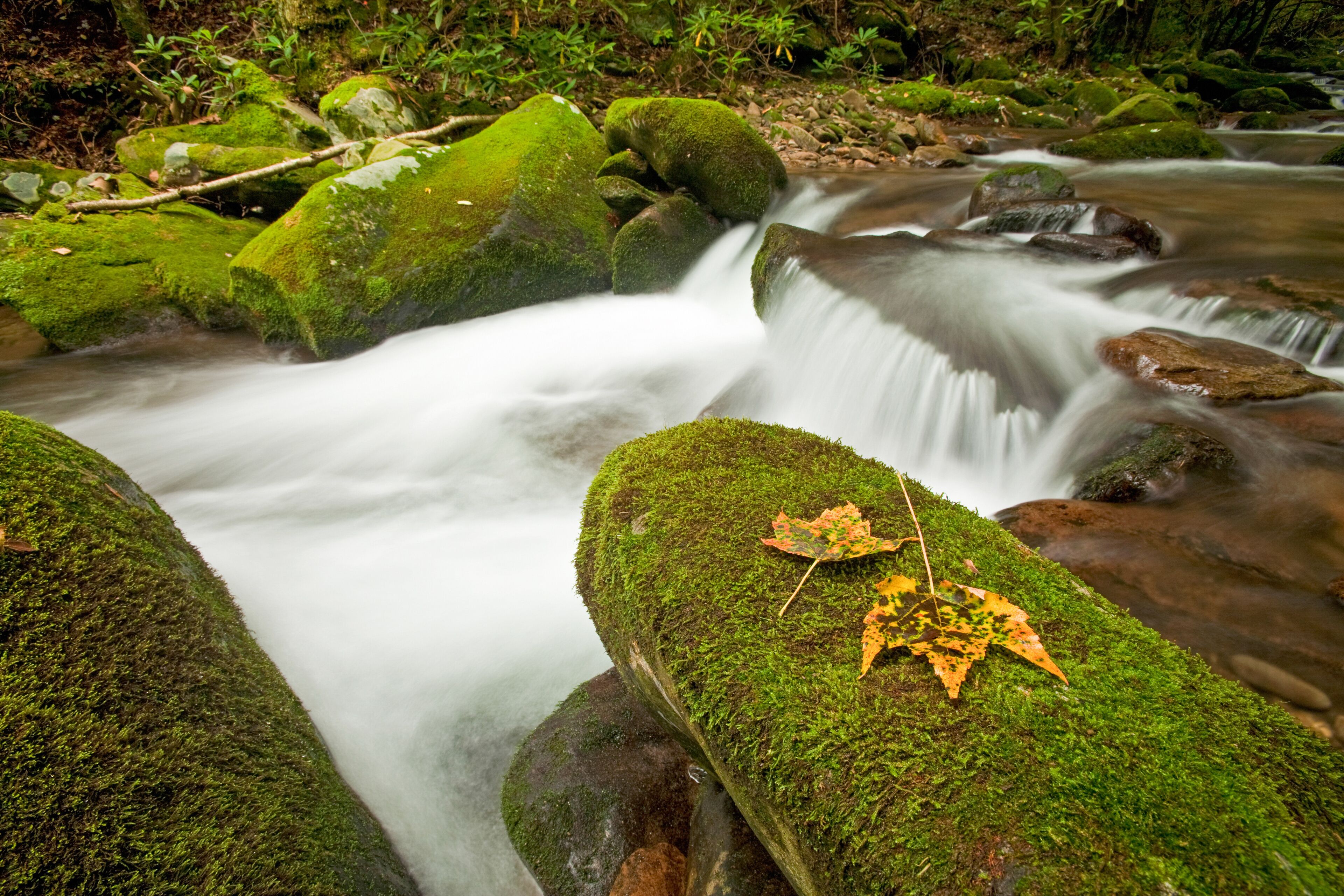 Cosby Creek, Great Smoky Mountains National Park